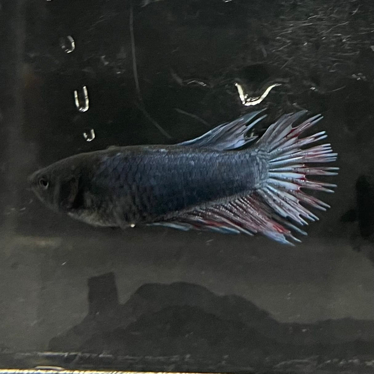 the-fish-farm Female Betta Female Betta - One Only - B Choose your own Female Betta at The Fish Farm Australia