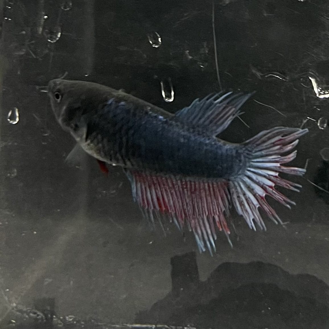 the-fish-farm Female Betta Female Betta - One Only - B Choose your own Female Betta at The Fish Farm Australia