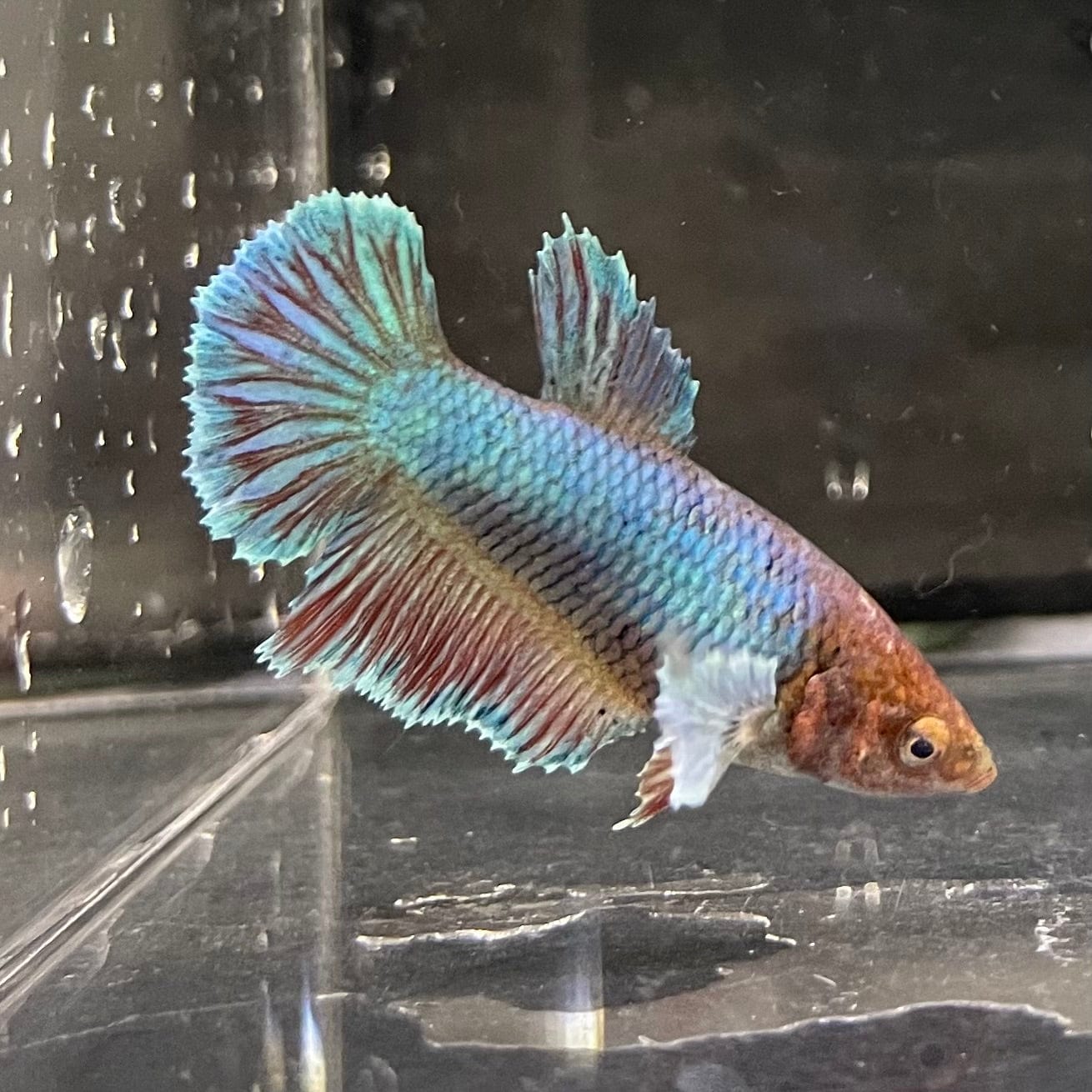 the-fish-farm Female Betta Female Betta - One Only - C Choose your own Female Betta at The Fish Farm Australia