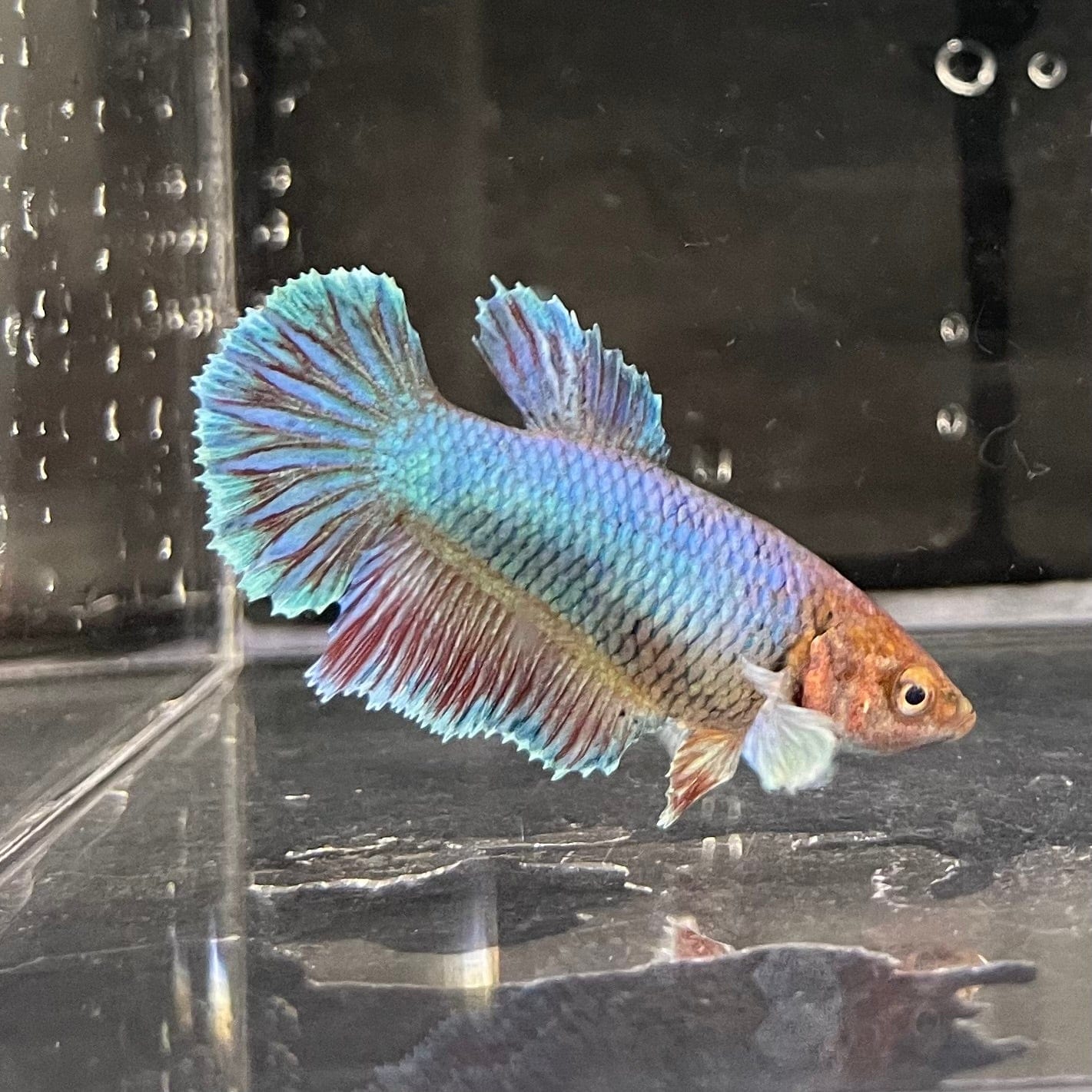 the-fish-farm Female Betta Female Betta - One Only - C Choose your own Female Betta at The Fish Farm Australia