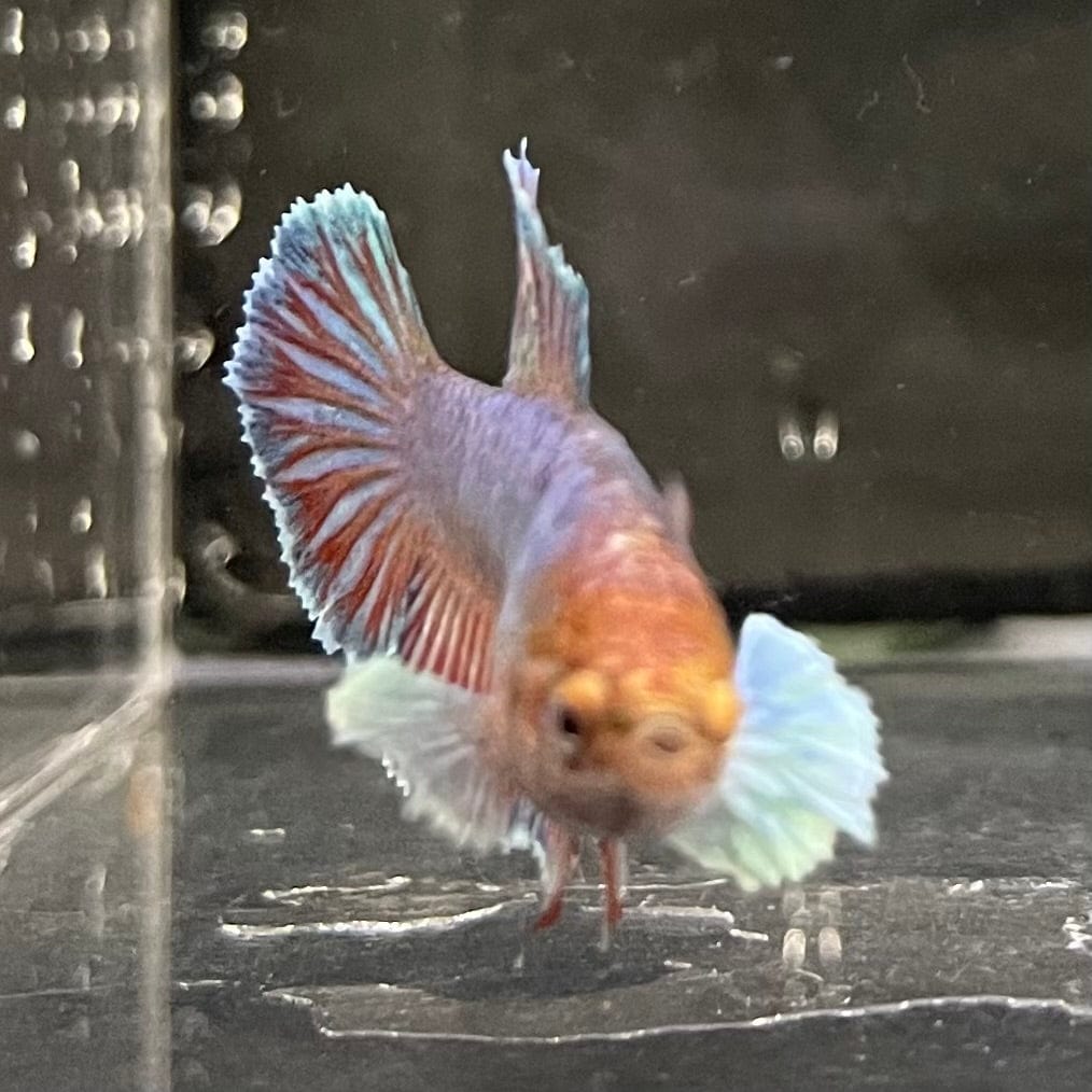 the-fish-farm Female Betta Female Betta - One Only - C Choose your own Female Betta at The Fish Farm Australia