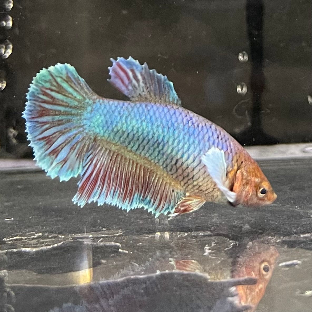 the-fish-farm Female Betta Female Betta - One Only - C Choose your own Female Betta at The Fish Farm Australia