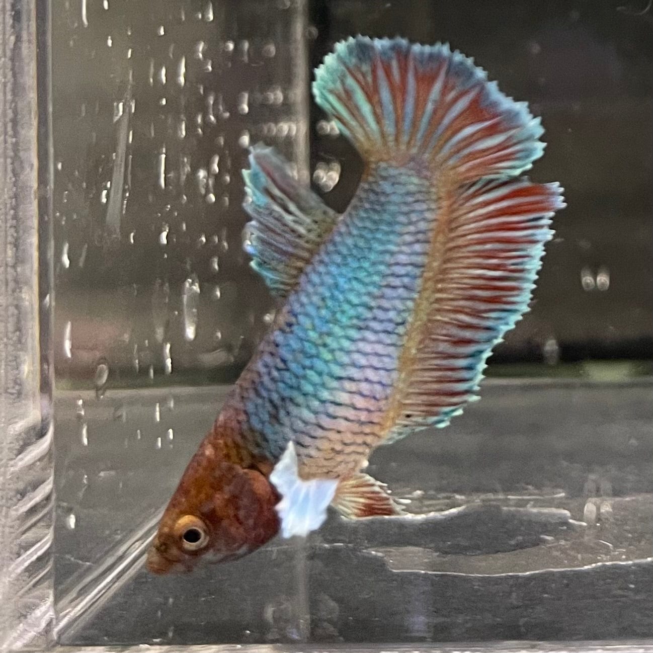 the-fish-farm Female Betta Female Betta - One Only - C Choose your own Female Betta at The Fish Farm Australia