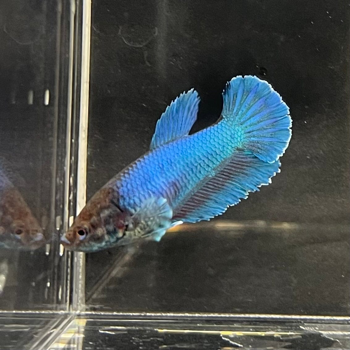 the-fish-farm Female Betta Female Betta - One Only - C Choose your own Female Betta at The Fish Farm Australia