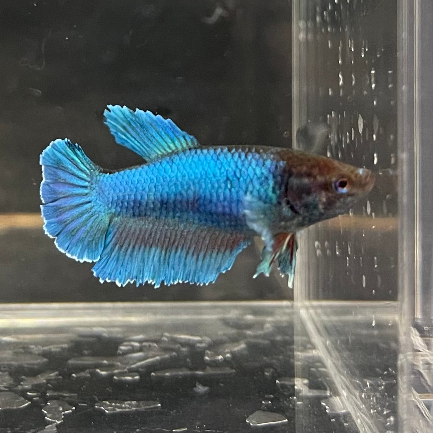 the-fish-farm Female Betta Female Betta - One Only - C Choose your own Female Betta at The Fish Farm Australia