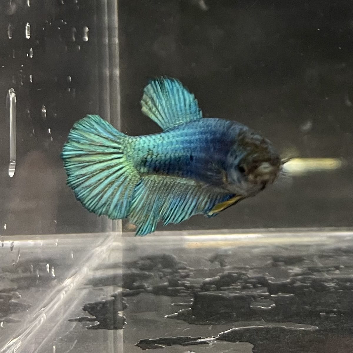 the-fish-farm Female Betta Female Betta - One Only - C Choose your own Female Betta at The Fish Farm Australia