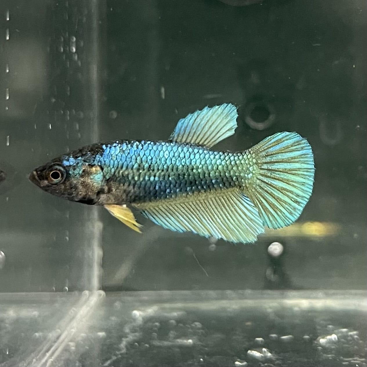the-fish-farm Female Betta Female Betta - One Only - C Choose your own Female Betta at The Fish Farm Australia
