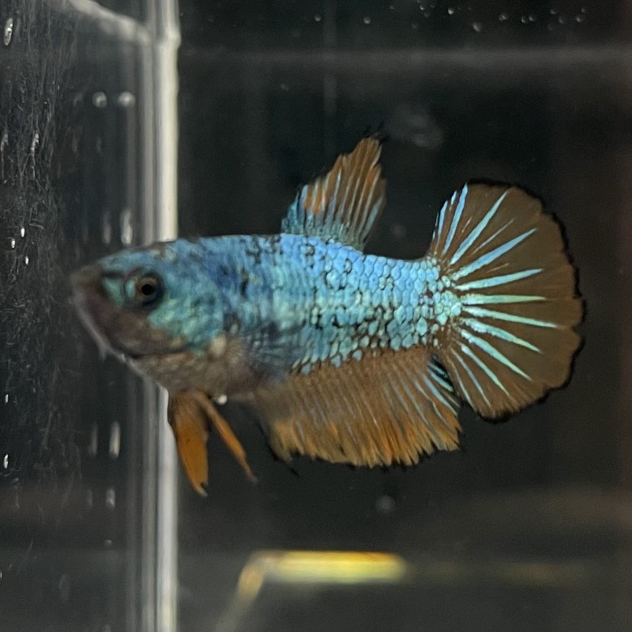 the-fish-farm Female Betta Female Betta - One Only - C Choose your own Female Betta at The Fish Farm Australia