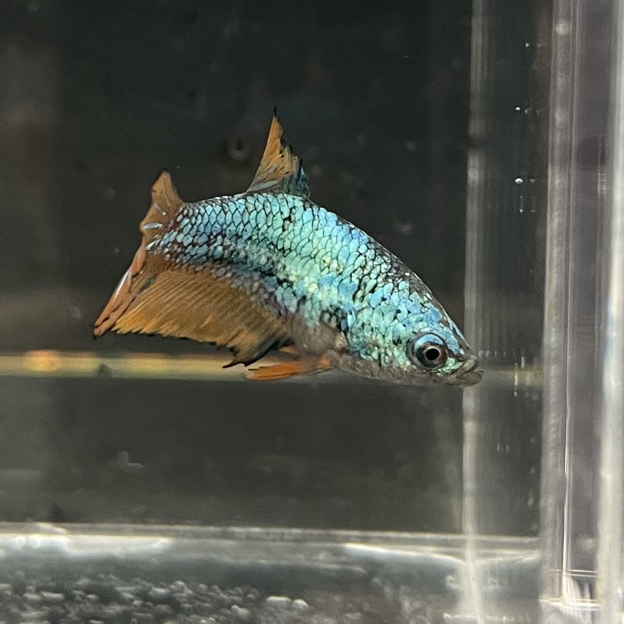 the-fish-farm Female Betta Female Betta - One Only - C Choose your own Female Betta at The Fish Farm Australia