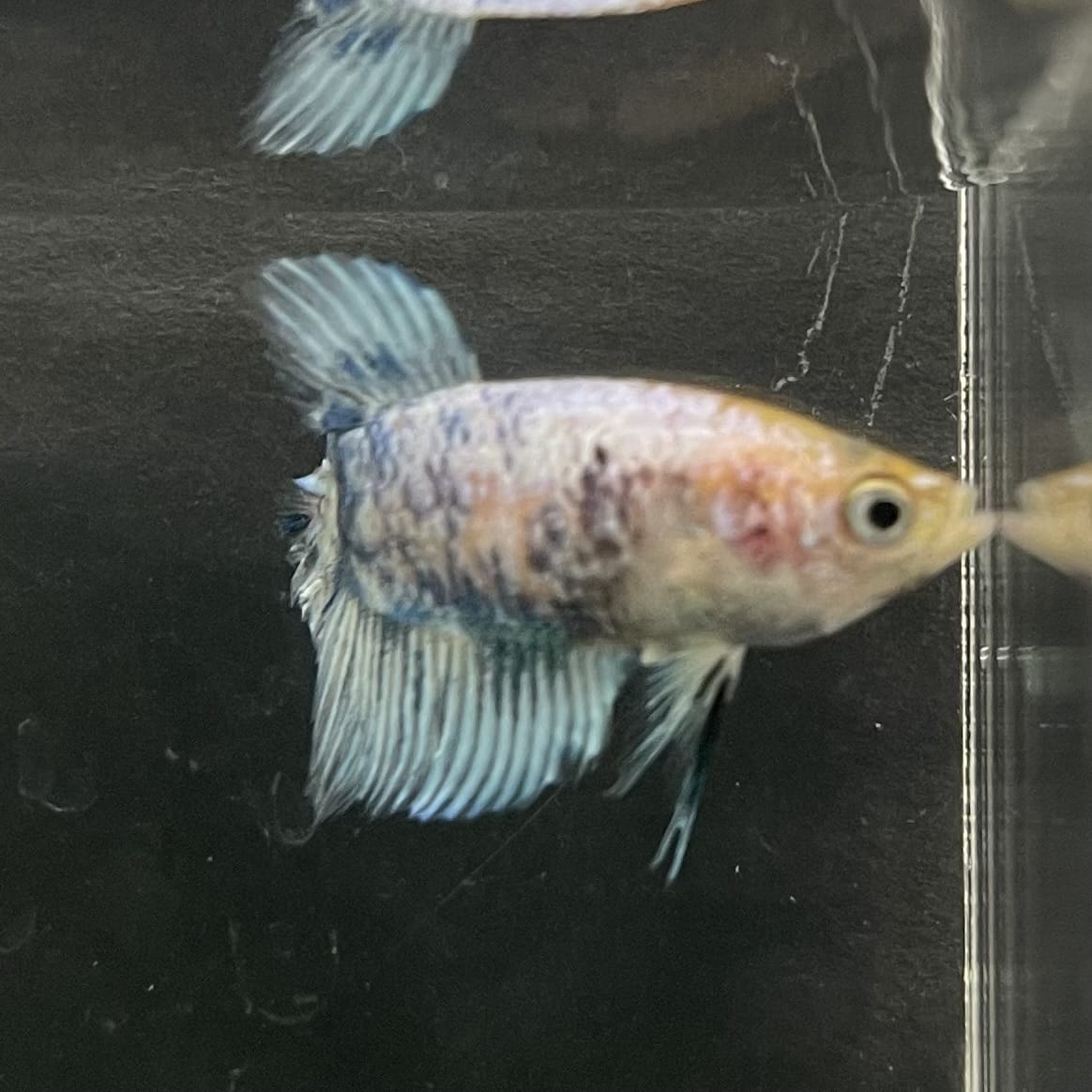 the-fish-farm Female Betta Female Betta - One Only - C Choose your own Female Betta at The Fish Farm Australia