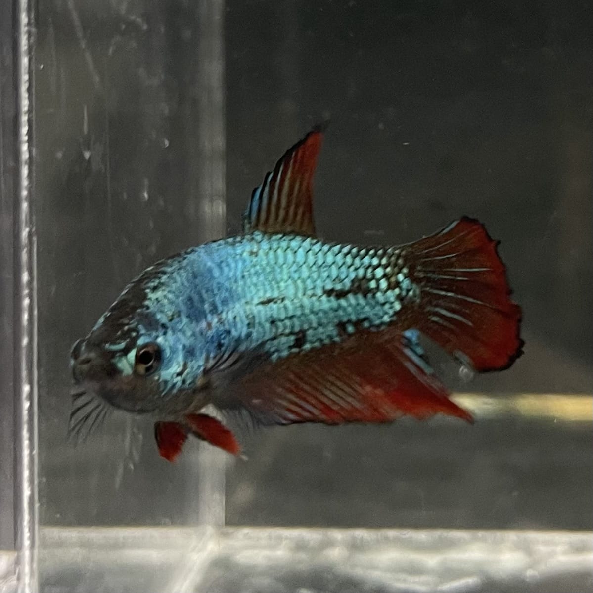 the-fish-farm Female Betta Female Betta - One Only - C Choose your own Female Betta at The Fish Farm Australia