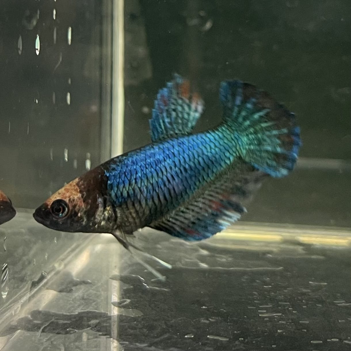 the-fish-farm Female Betta Female Betta - One Only - C Choose your own Female Betta at The Fish Farm Australia