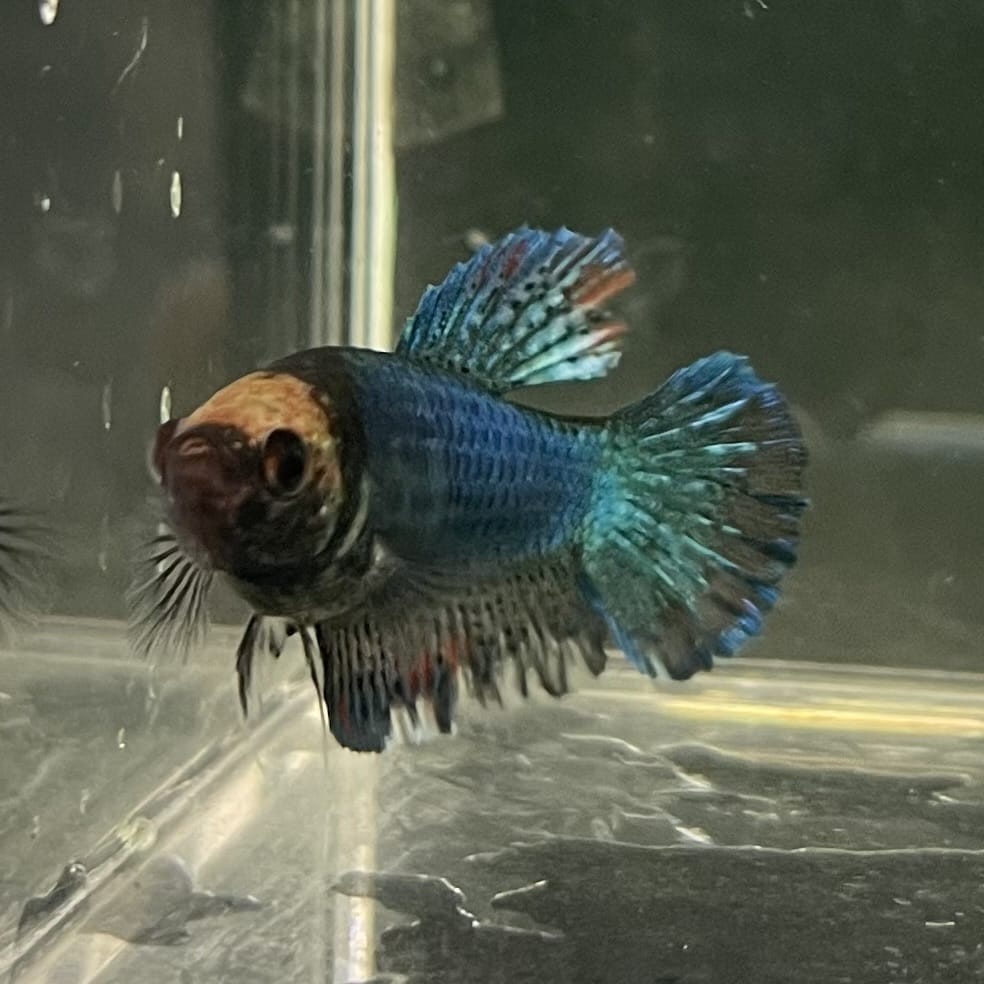 the-fish-farm Female Betta Female Betta - One Only - C Choose your own Female Betta at The Fish Farm Australia