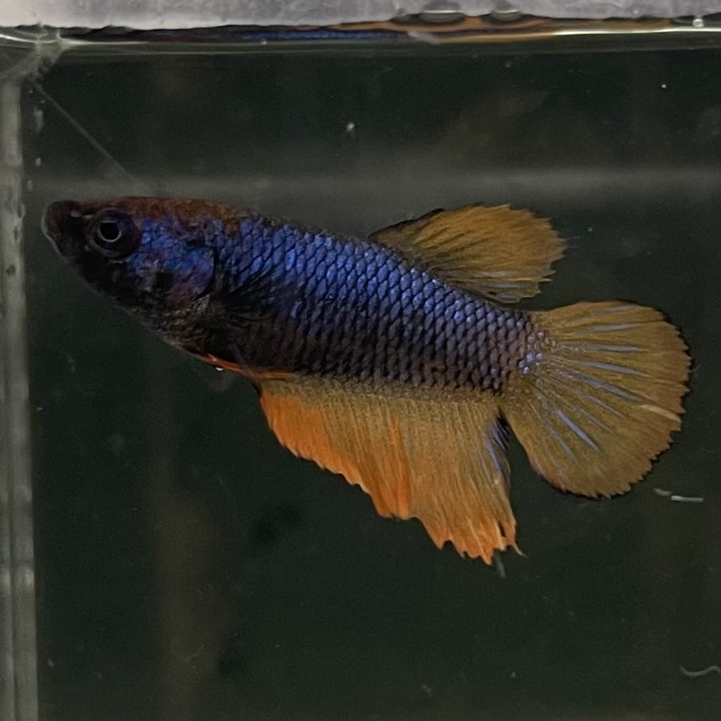 the-fish-farm Female Betta Female Betta - One Only - C Choose your own Female Betta at The Fish Farm Australia