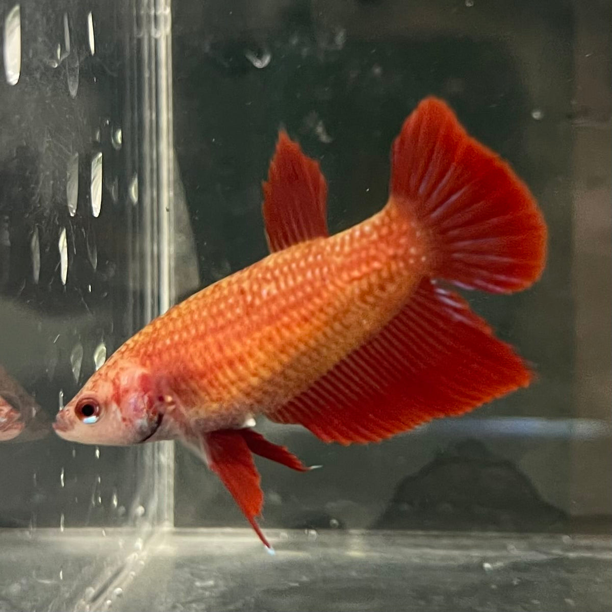 the-fish-farm Female Betta Female Betta - One Only - C Choose your own Female Betta at The Fish Farm Australia