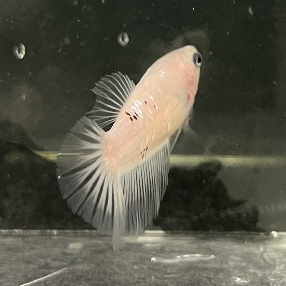 the-fish-farm Female Betta Female Betta - One Only - C Choose your own Female Betta at The Fish Farm Australia