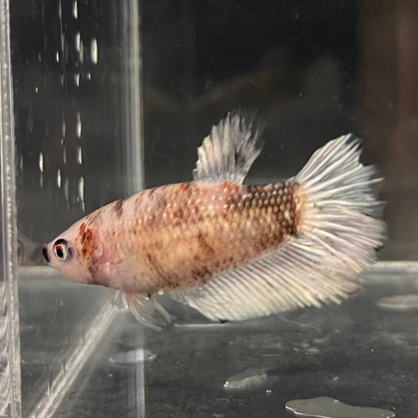 the-fish-farm Female Betta Female Betta - One Only - D Choose your own Female Betta at The Fish Farm Australia