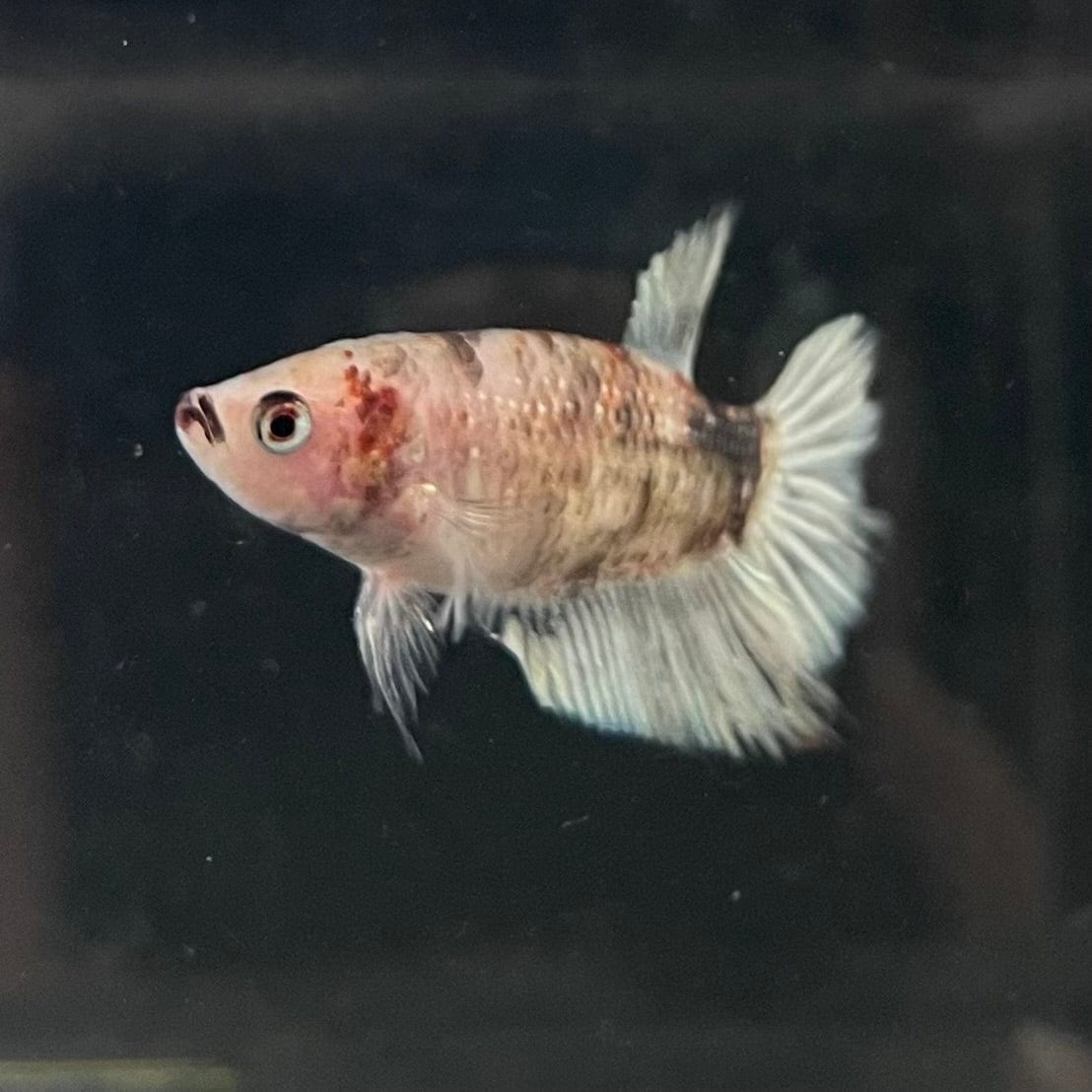 the-fish-farm Female Betta Female Betta - One Only - D Choose your own Female Betta at The Fish Farm Australia