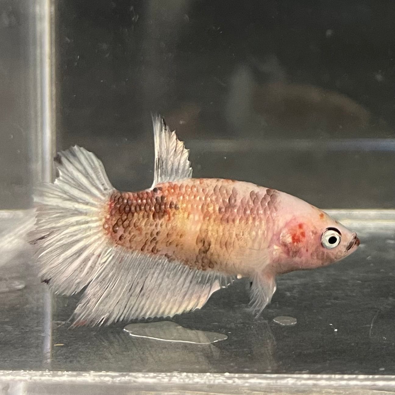 the-fish-farm Female Betta Female Betta - One Only - D Choose your own Female Betta at The Fish Farm Australia