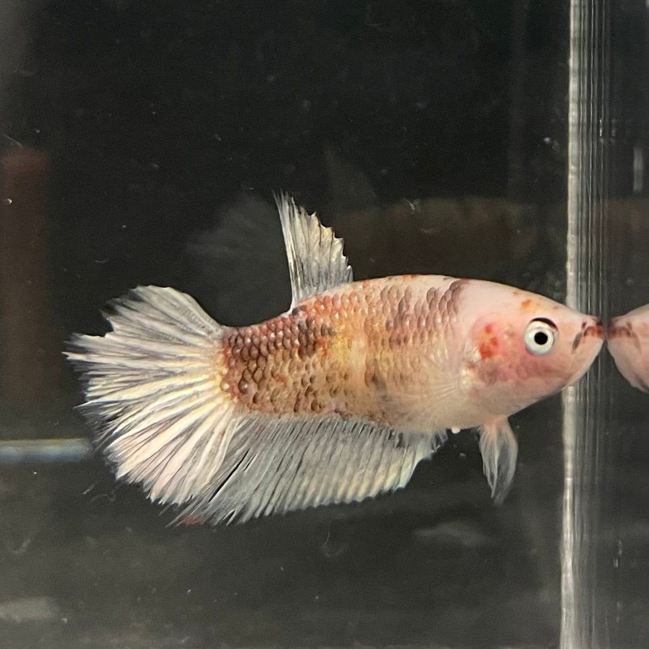 the-fish-farm Female Betta Female Betta - One Only - D Choose your own Female Betta at The Fish Farm Australia