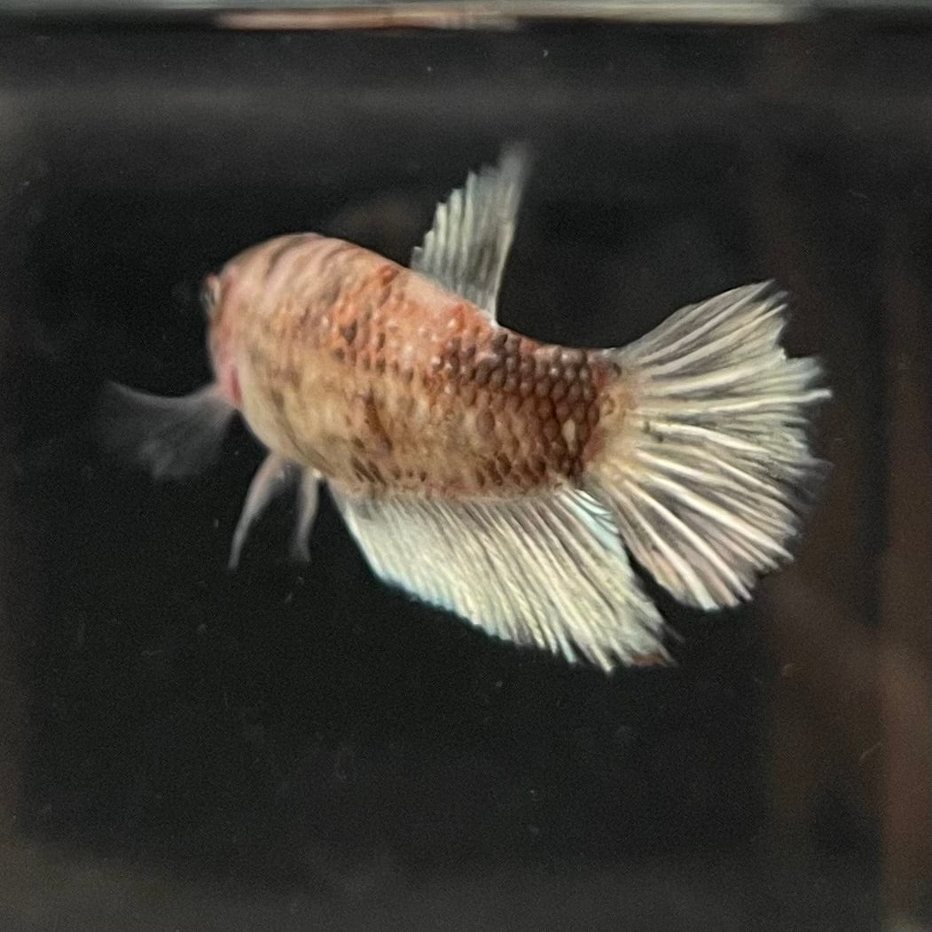 the-fish-farm Female Betta Female Betta - One Only - D Choose your own Female Betta at The Fish Farm Australia