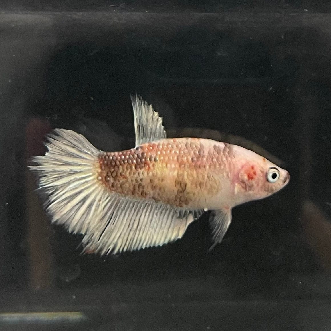 the-fish-farm Female Betta Female Betta - One Only - D Choose your own Female Betta at The Fish Farm Australia