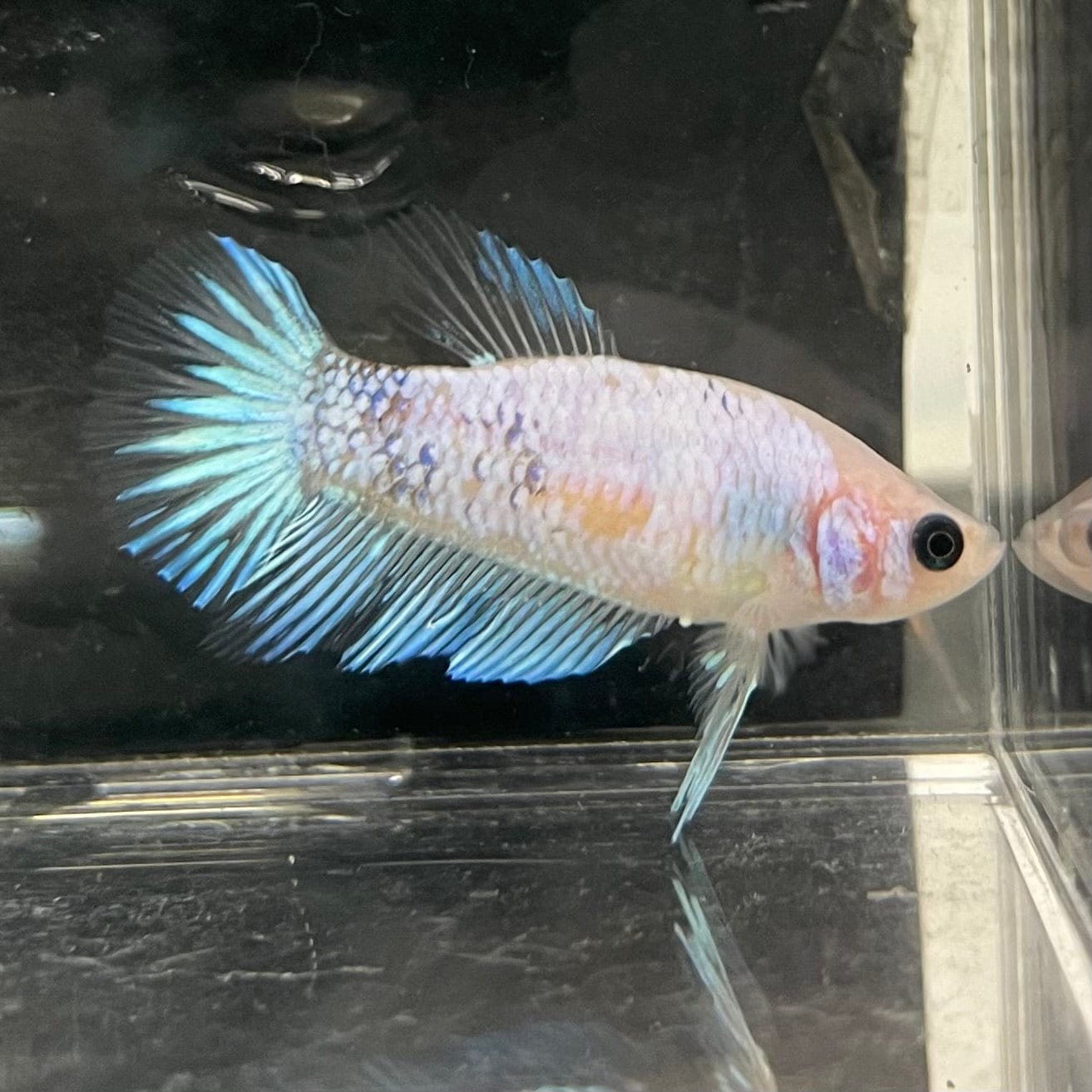 the-fish-farm Female Betta Female Betta - One Only - D Choose your own Female Betta at The Fish Farm Australia