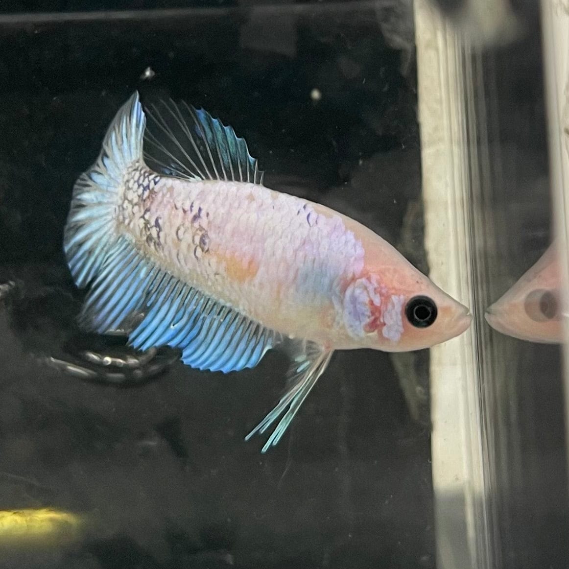 the-fish-farm Female Betta Female Betta - One Only - D Choose your own Female Betta at The Fish Farm Australia