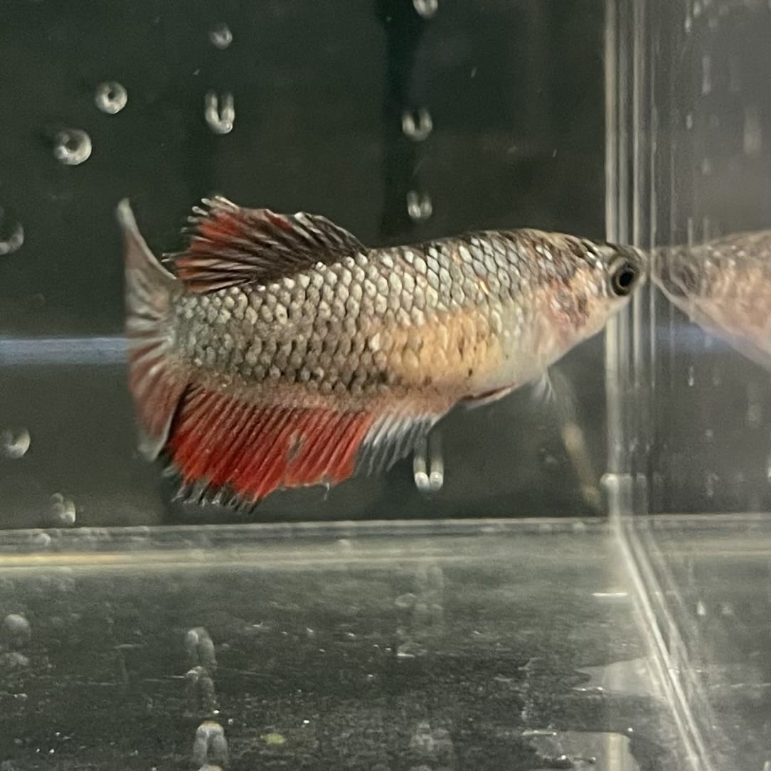 the-fish-farm Female Betta Female Betta - One Only - D Choose your own Female Betta at The Fish Farm Australia