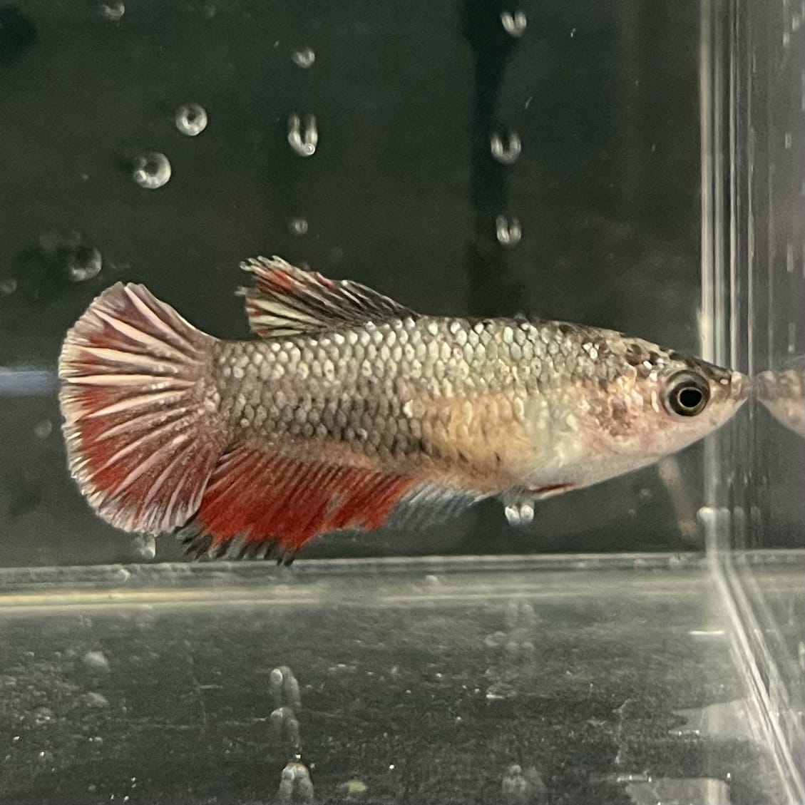 the-fish-farm Female Betta Female Betta - One Only - D Choose your own Female Betta at The Fish Farm Australia