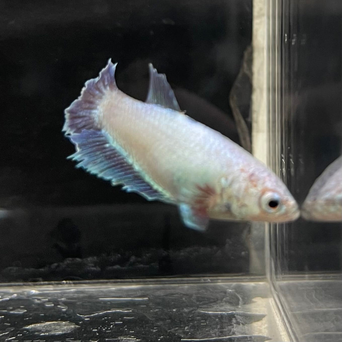 the-fish-farm Female Betta Female Betta - One Only - D Choose your own Female Betta at The Fish Farm Australia