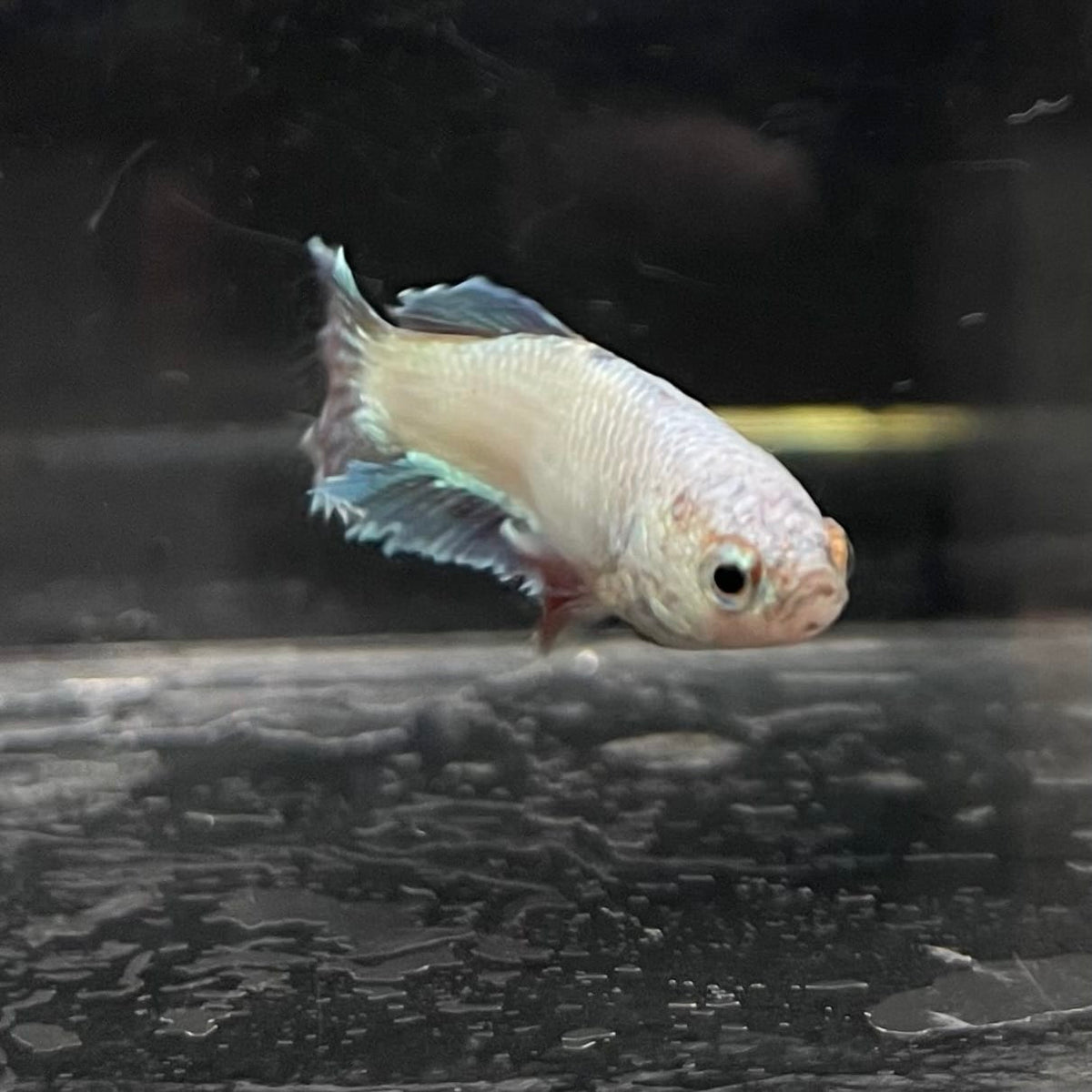 the-fish-farm Female Betta Female Betta - One Only - D Choose your own Female Betta at The Fish Farm Australia