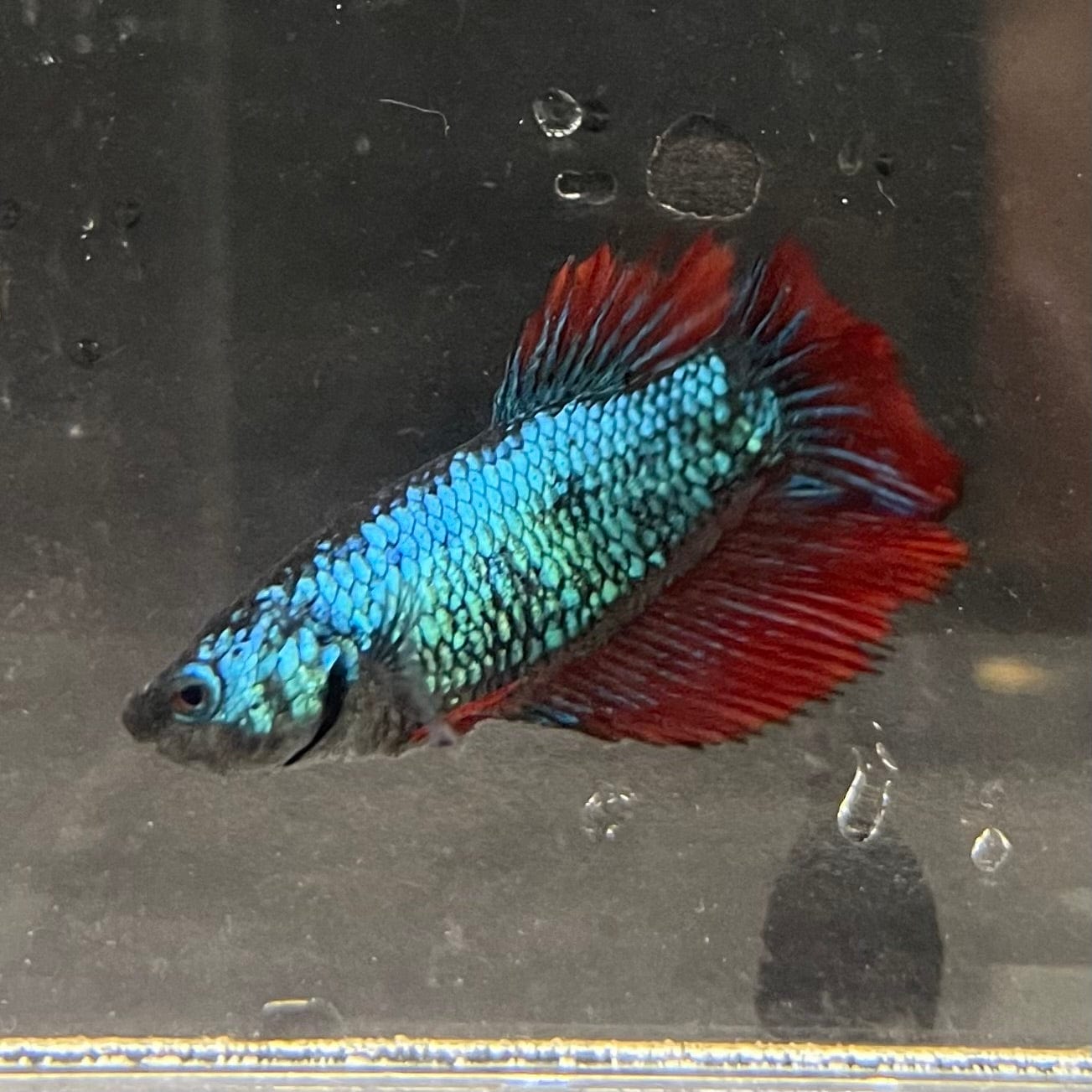 the-fish-farm Female Betta Female Betta - One Only - E Choose your own Female Betta at The Fish Farm Australia