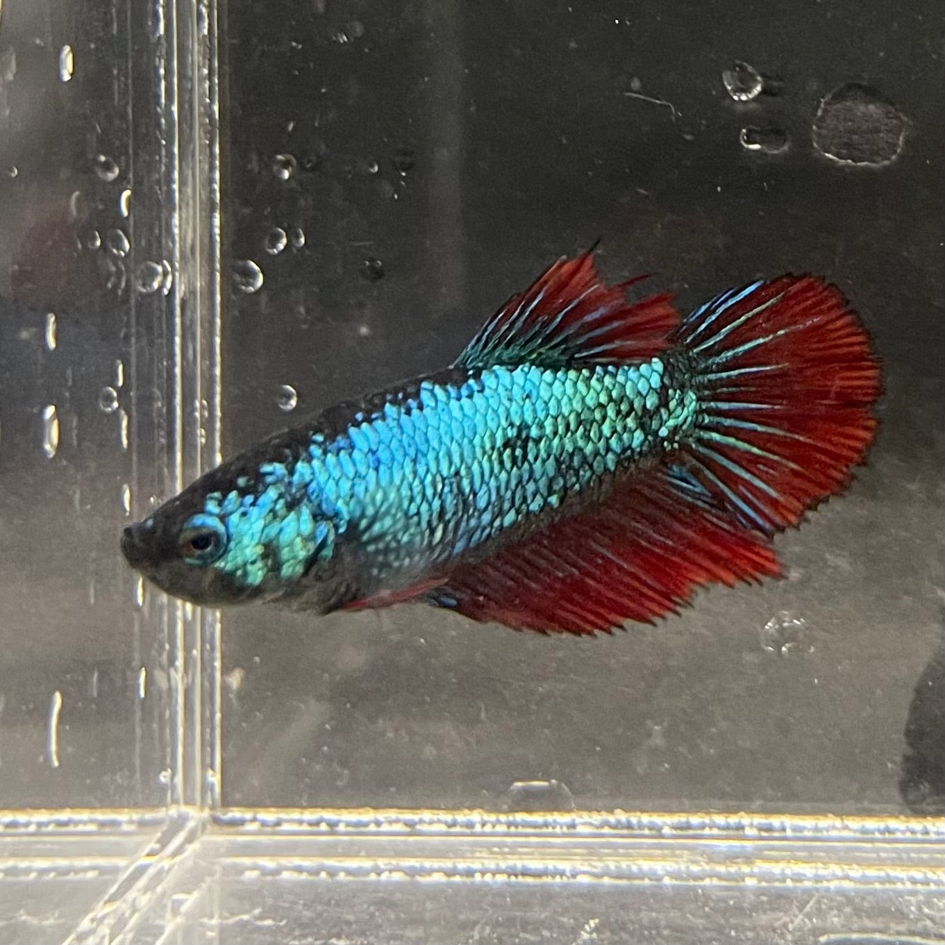 the-fish-farm Female Betta Female Betta - One Only - E Choose your own Female Betta at The Fish Farm Australia