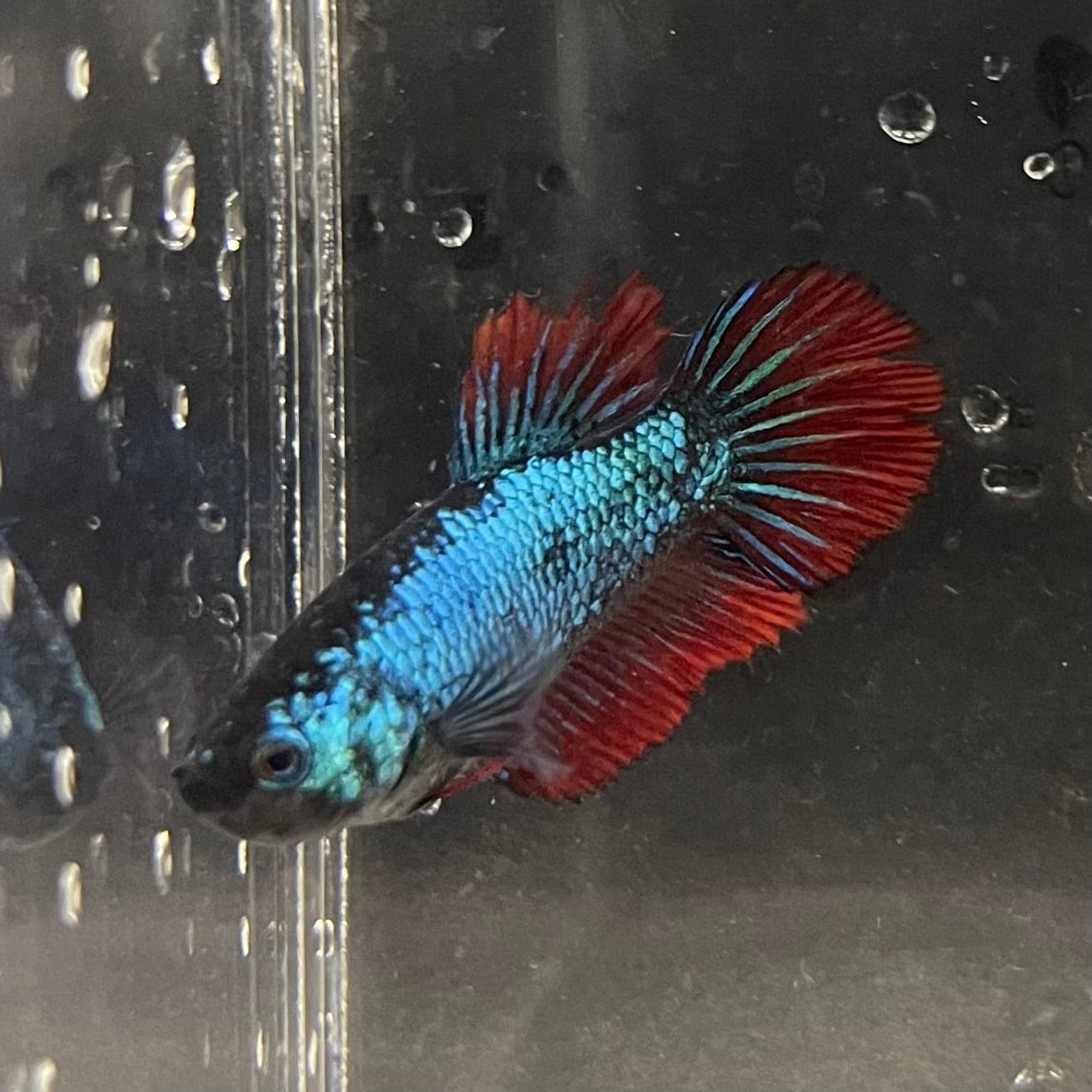 the-fish-farm Female Betta Female Betta - One Only - E Choose your own Female Betta at The Fish Farm Australia