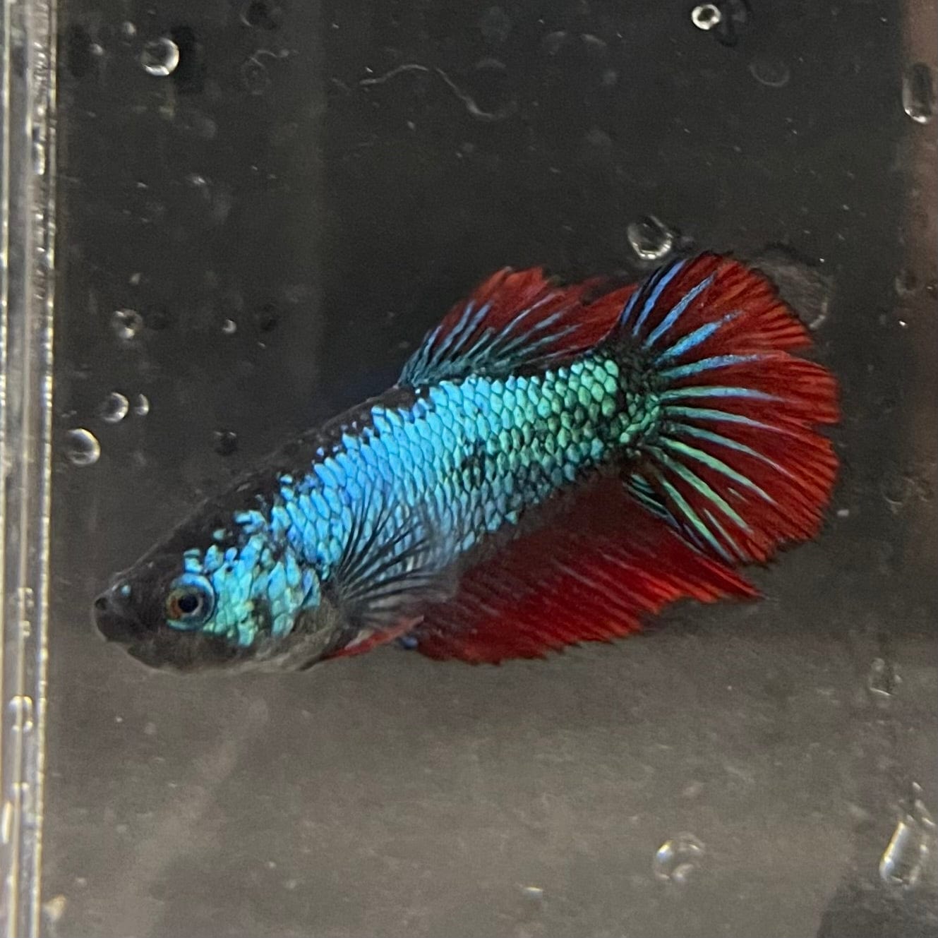 the-fish-farm Female Betta Female Betta - One Only - E Choose your own Female Betta at The Fish Farm Australia