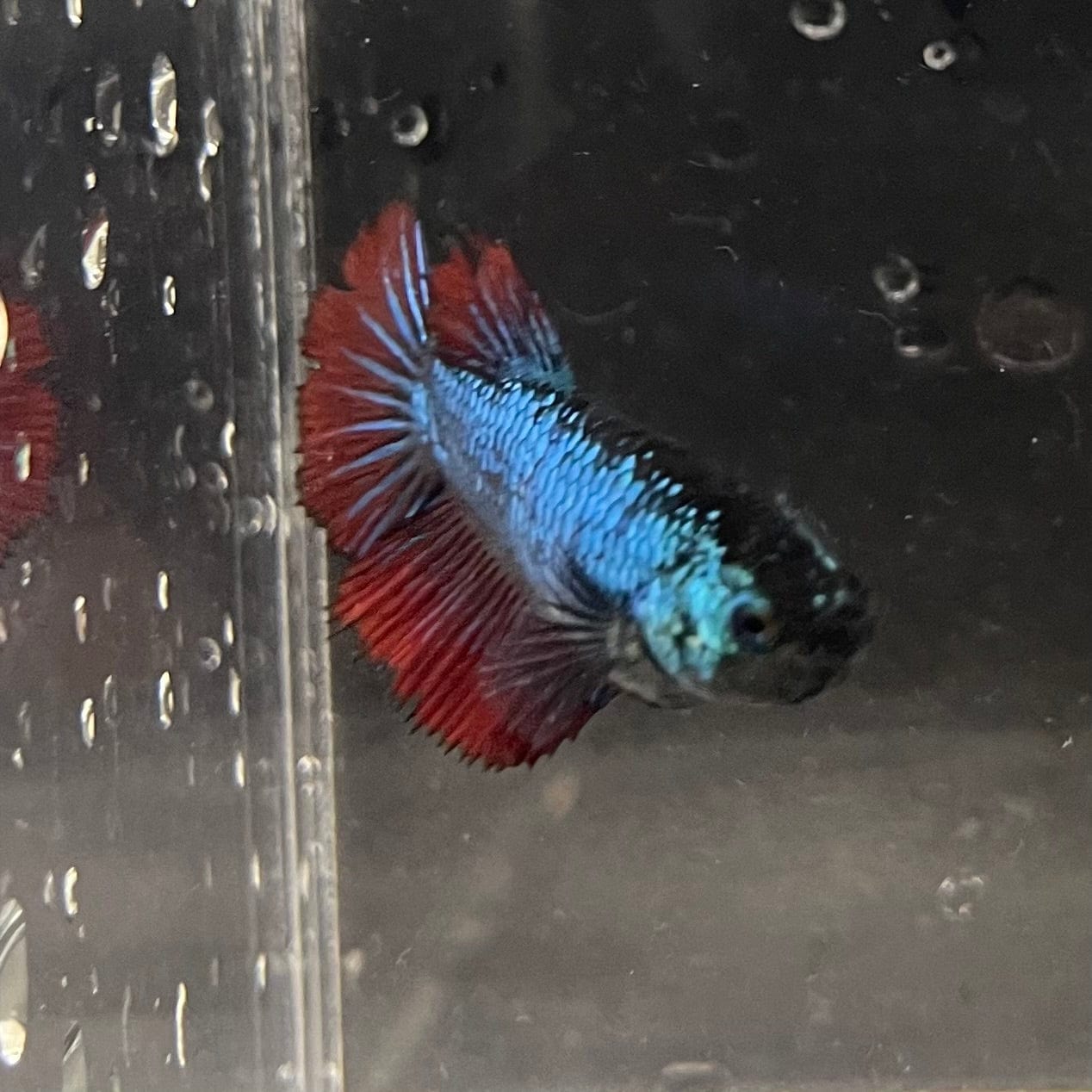 the-fish-farm Female Betta Female Betta - One Only - E Choose your own Female Betta at The Fish Farm Australia