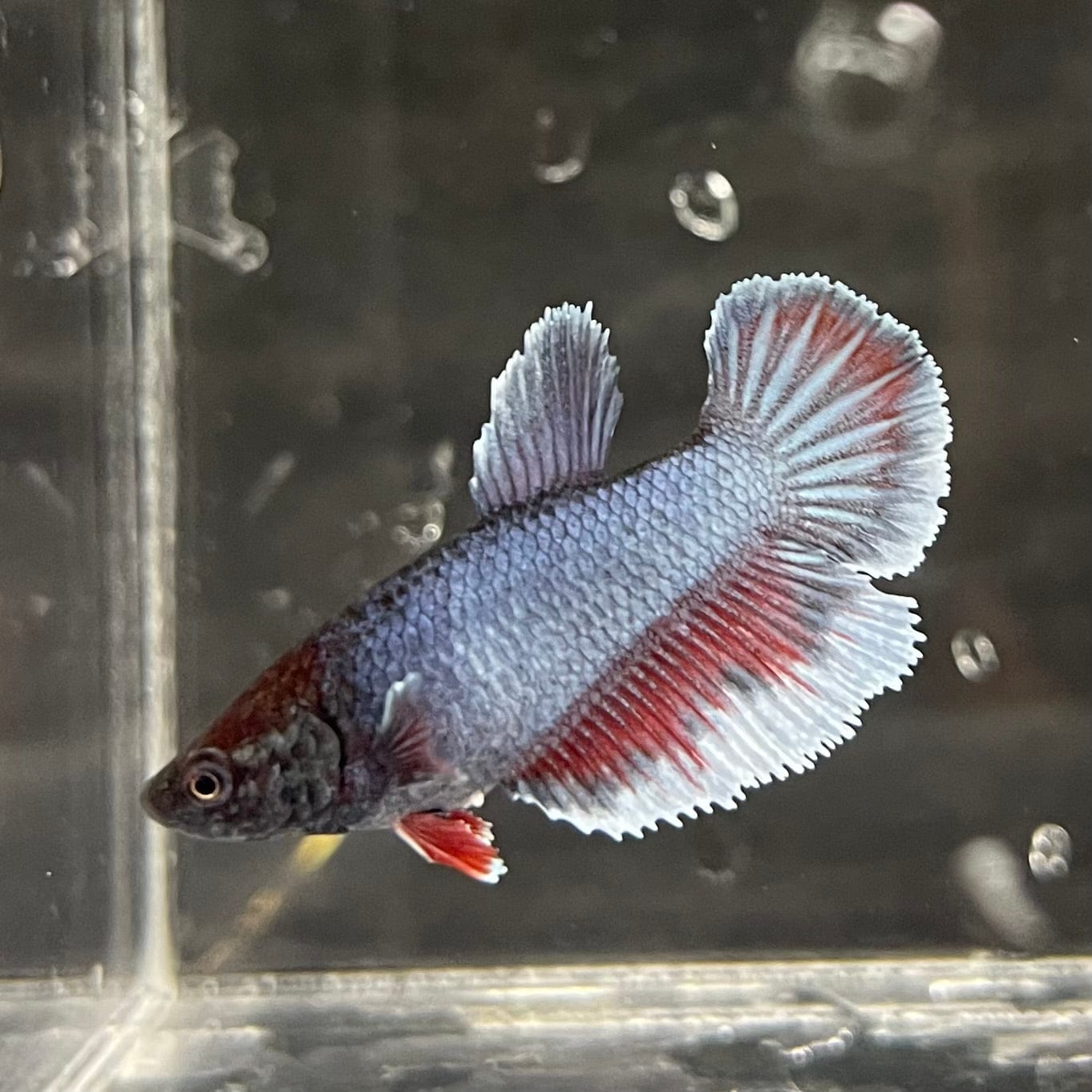 the-fish-farm Female Betta Female Betta - One Only - E Choose your own Female Betta at The Fish Farm Australia