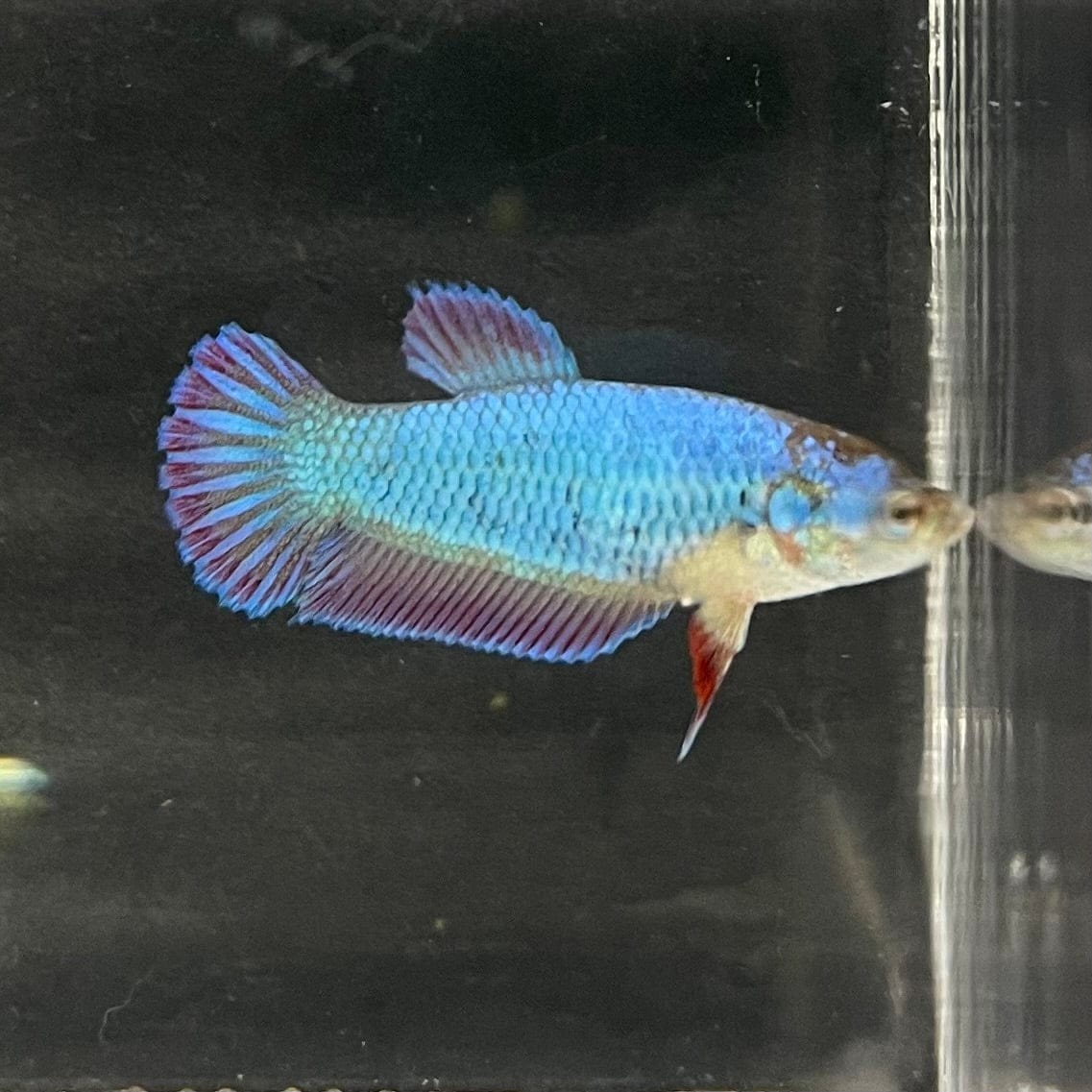 the-fish-farm Female Betta Female Betta - One Only - E Choose your own Female Betta at The Fish Farm Australia