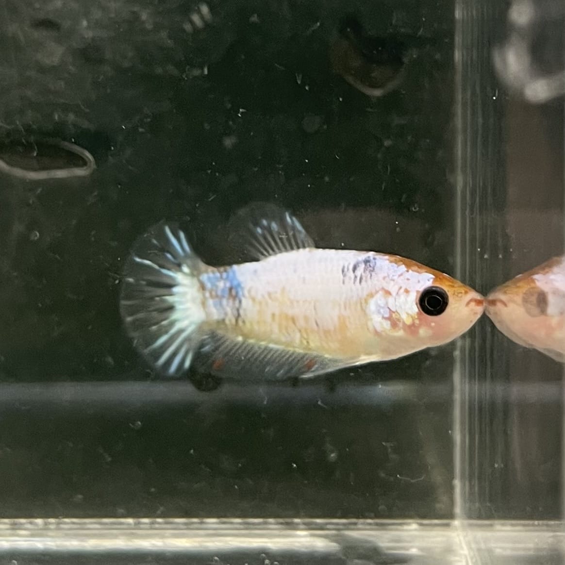 the-fish-farm Female Betta Female Betta - One Only - E Choose your own Female Betta at The Fish Farm Australia