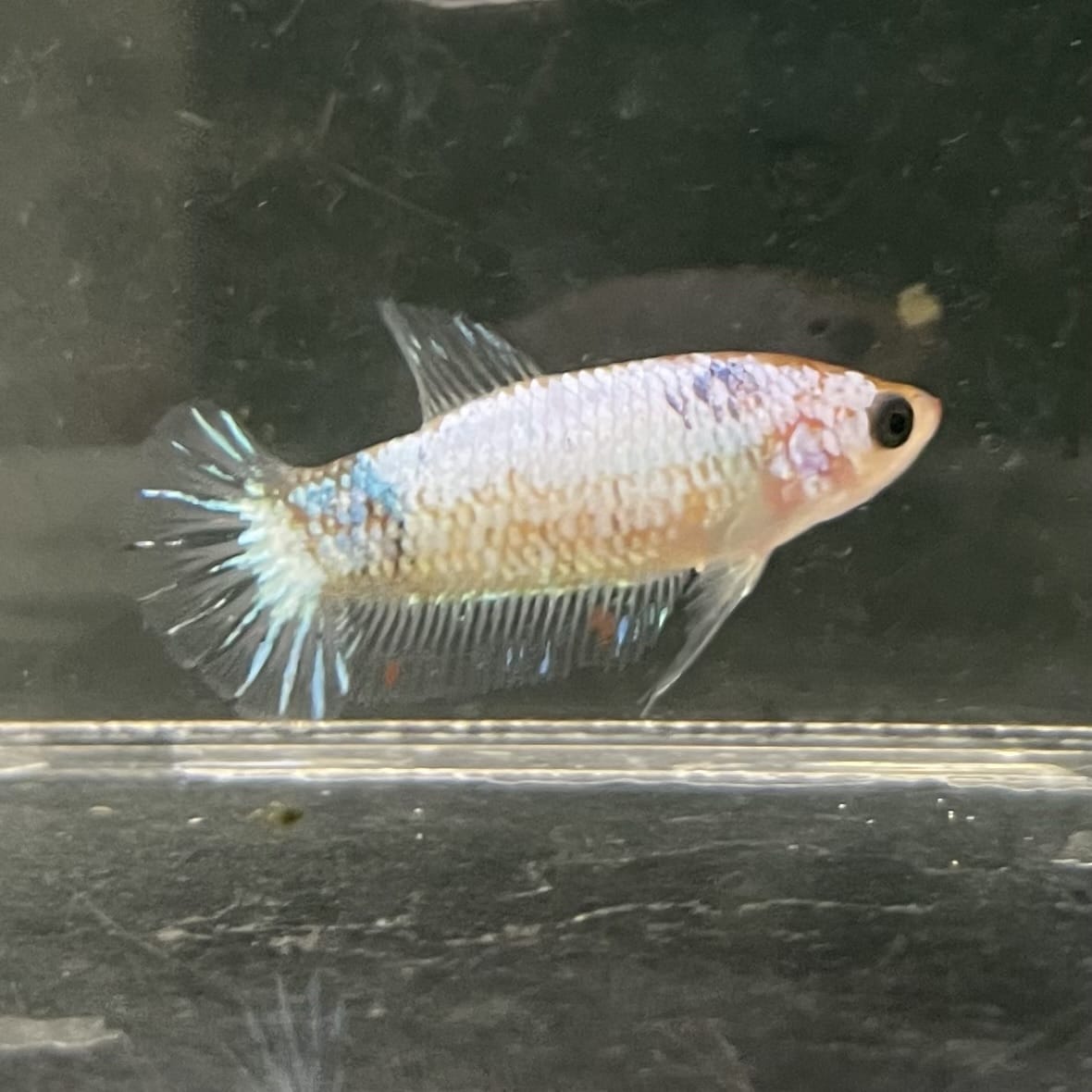 the-fish-farm Female Betta Female Betta - One Only - E Choose your own Female Betta at The Fish Farm Australia