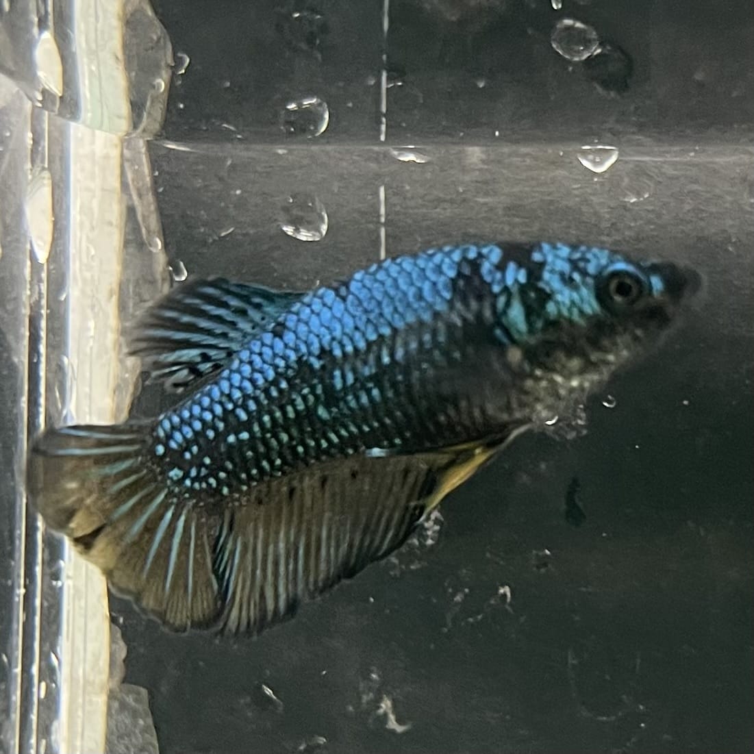 the-fish-farm Female Betta Female Betta - One Only - E Choose your own Female Betta at The Fish Farm Australia