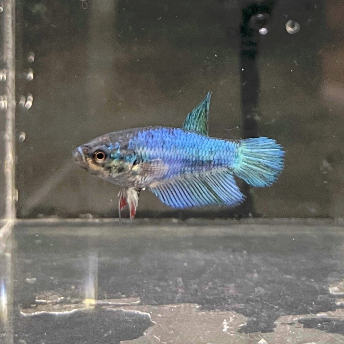 the-fish-farm Female Betta Female Betta - One Only - F Choose your own Female Betta at The Fish Farm Australia