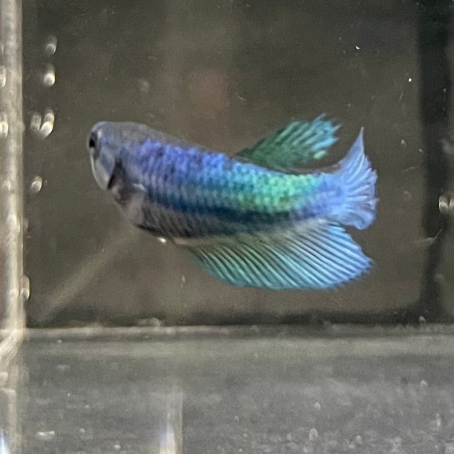 the-fish-farm Female Betta Female Betta - One Only - F Choose your own Female Betta at The Fish Farm Australia