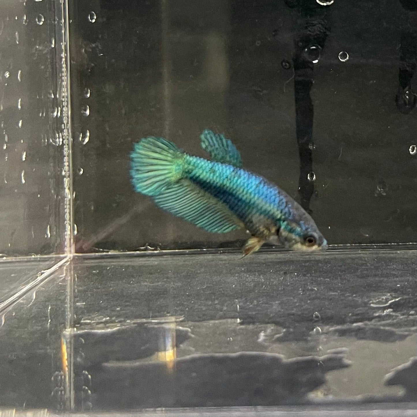 the-fish-farm Female Betta Female Betta - One Only - F Choose your own Female Betta at The Fish Farm Australia