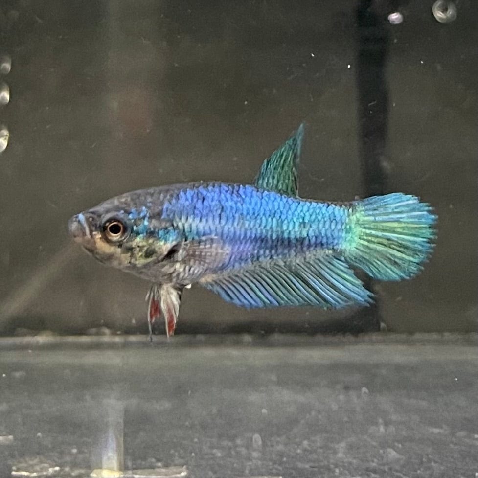 the-fish-farm Female Betta Female Betta - One Only - F Choose your own Female Betta at The Fish Farm Australia