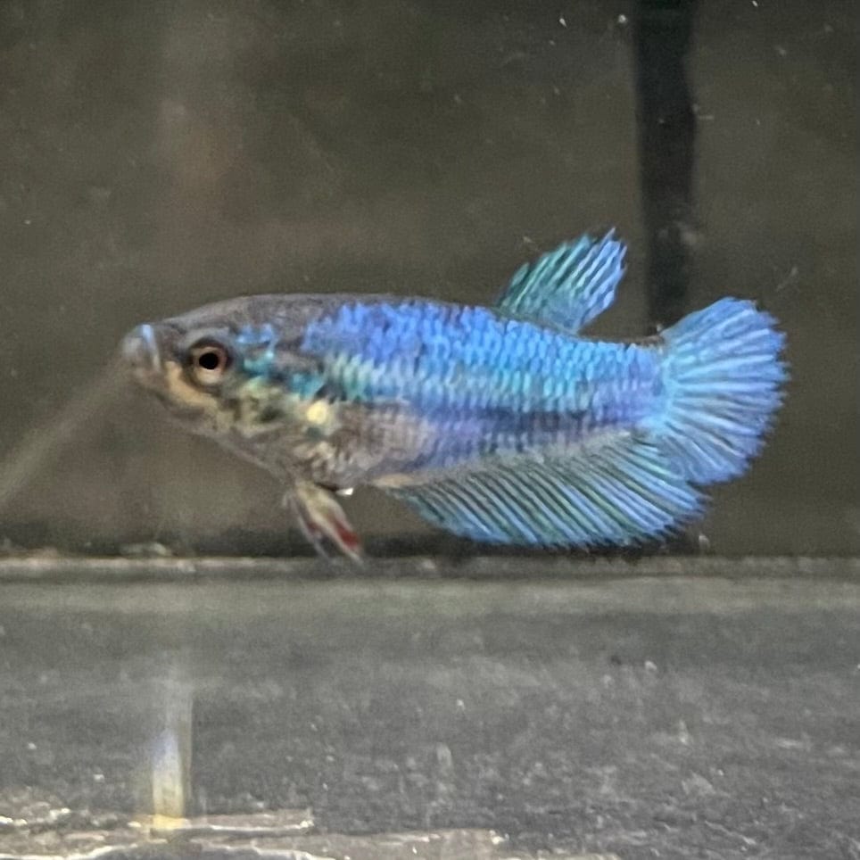 the-fish-farm Female Betta Female Betta - One Only - F Choose your own Female Betta at The Fish Farm Australia