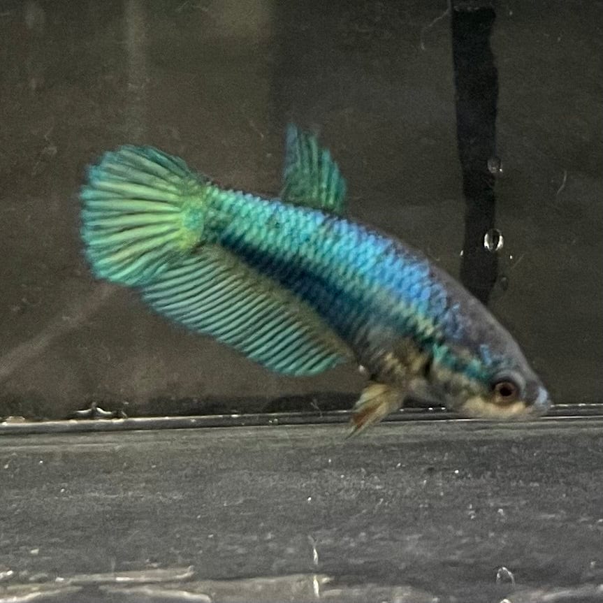 the-fish-farm Female Betta Female Betta - One Only - F Choose your own Female Betta at The Fish Farm Australia