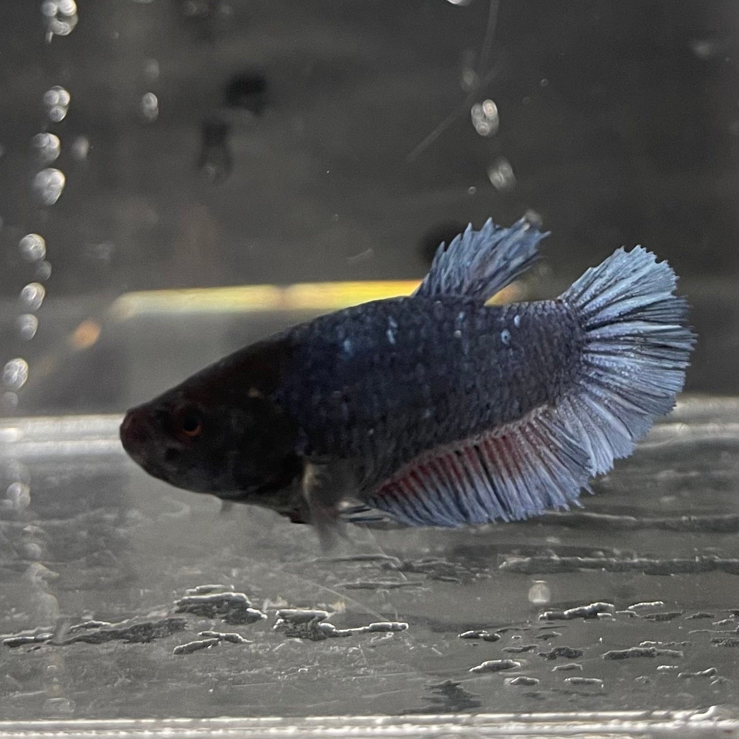 the-fish-farm Female Betta Female Betta - One Only - F Choose your own Female Betta at The Fish Farm Australia