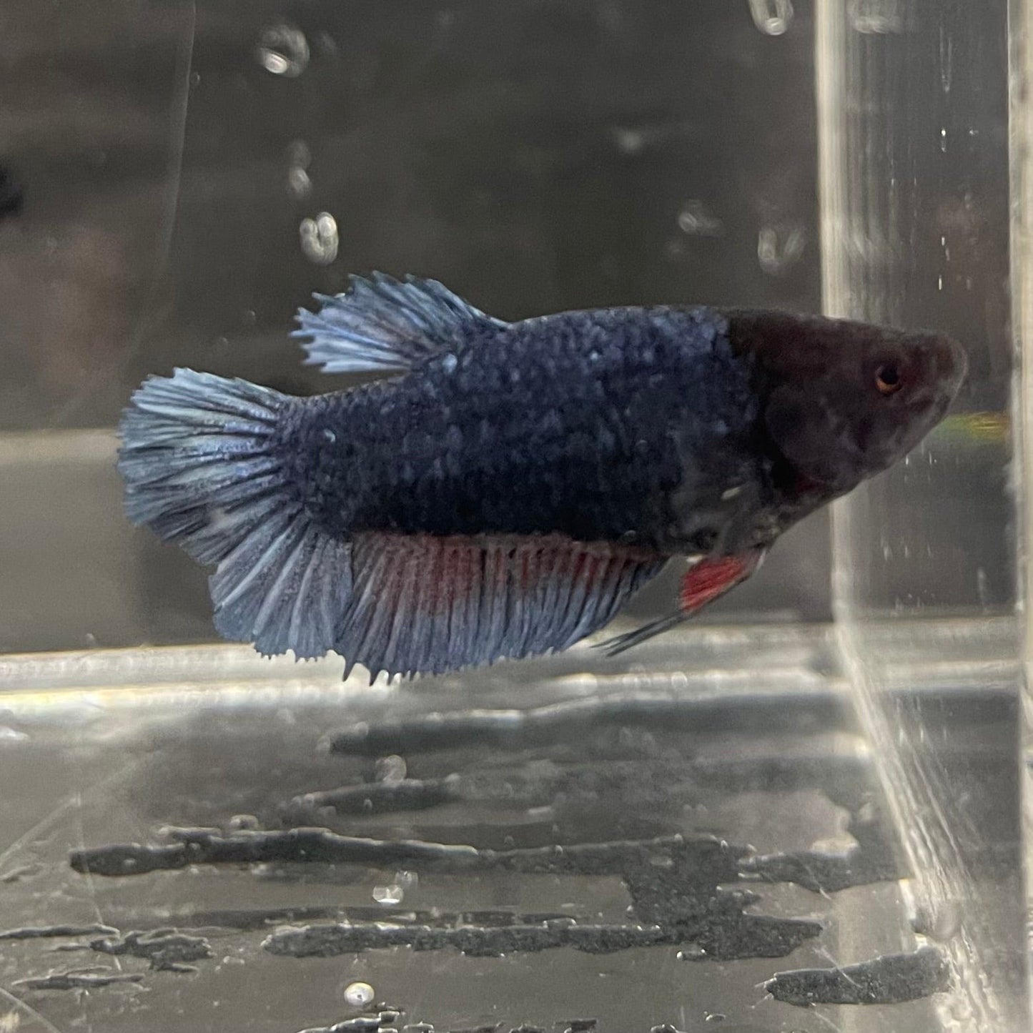 the-fish-farm Female Betta Female Betta - One Only - F Choose your own Female Betta at The Fish Farm Australia